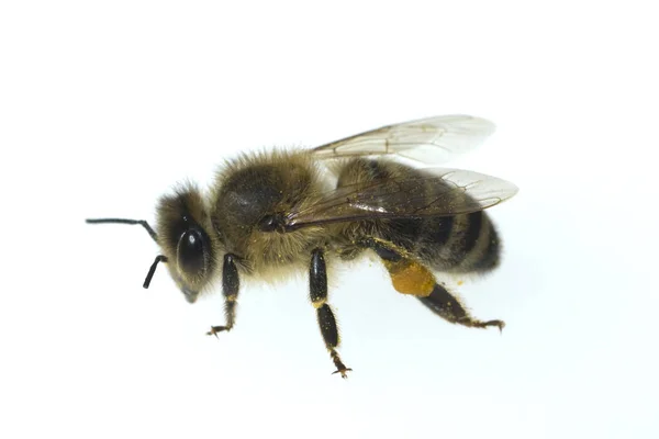 Closeup View Insect Nature — Stock Photo, Image