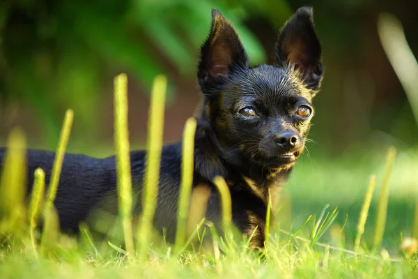 黒Chihuahua犬の動物 — ストック写真