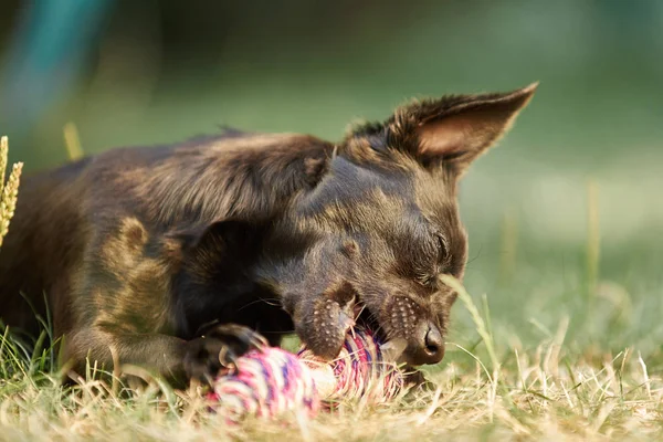 Chihuahua Negro Perro Animal — Foto de Stock