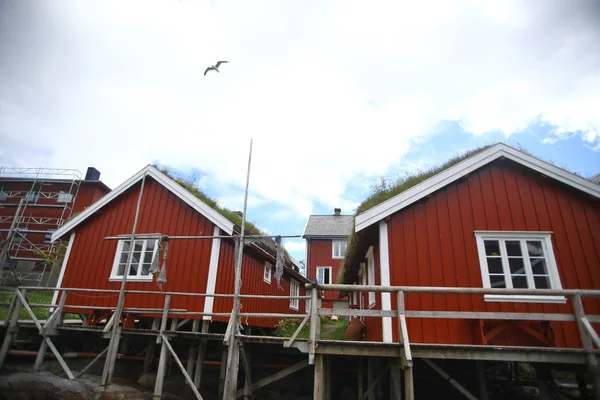 Lofoten Sur Fond Paysage Naturel — Photo