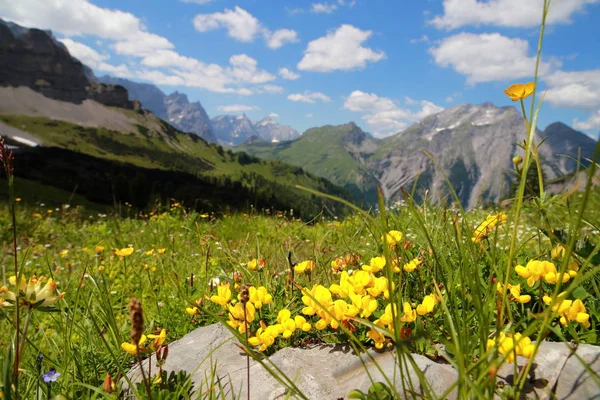 Альпийские Цветы Горах — стоковое фото