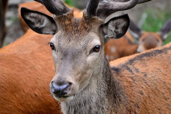 Rehe Wald — Stockfoto