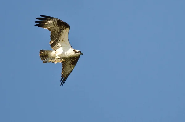 鱼鹰带着它捕获的鱼在蓝天中飞翔 — 图库照片