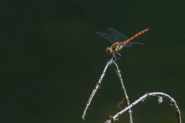 ダーターは枝に座り — ストック写真