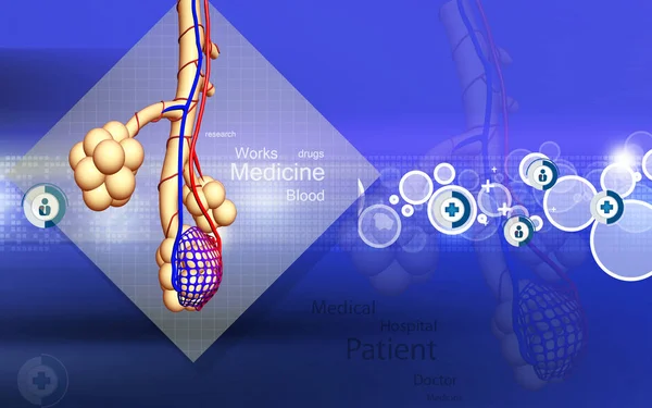 Digitale Illustratie Van Alveoli Kleur Achtergrond — Stockfoto