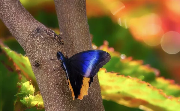 Schmetterling Auf Einem Ast Als Makro — Stockfoto