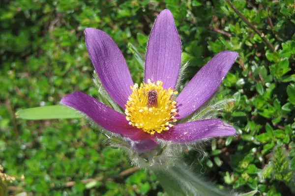 Lentebloemen Flora Bloemblaadjes — Stockfoto