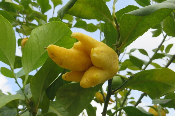 Hand Van Boeddha Citrus Medica — Stockfoto