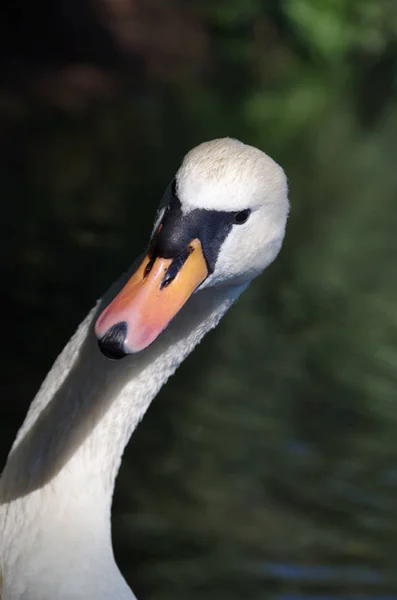 Vue Panoramique Cygne Majestueux Nature — Photo