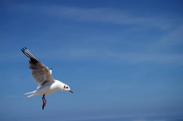 Мальовничий Вид Красивих Птахів Мартинів — стокове фото