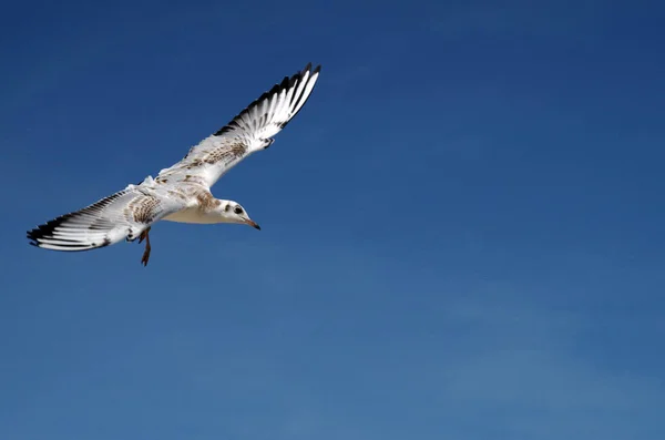 Scenic View Beautiful Gulls Birds — Stock Photo, Image