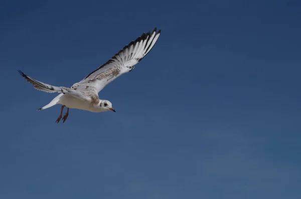 Malerischer Blick Auf Schöne Möwen Vögel — Stockfoto