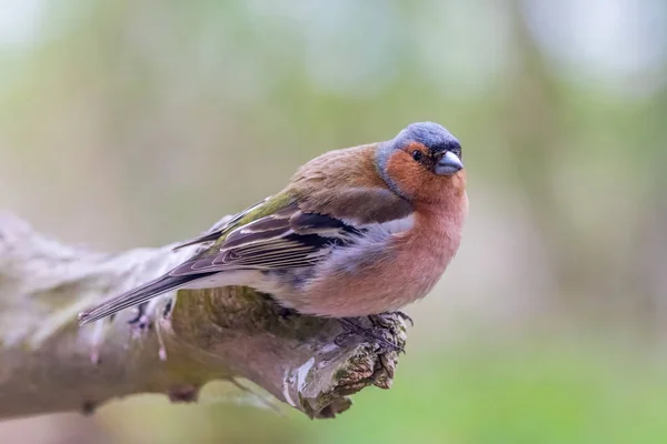 Malerischer Blick Auf Schöne Süße Finkenvogel — Stockfoto