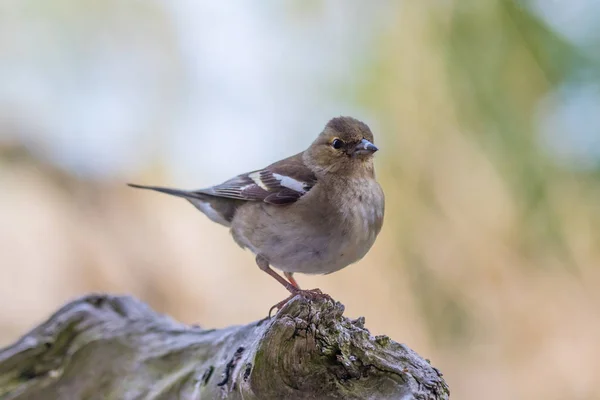 Malebný Pohled Krásné Roztomilé Pěnkava Ptáka — Stock fotografie