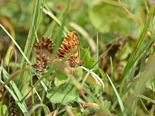 Nahaufnahme Von Exotisch Schönen Wanken — Stockfoto