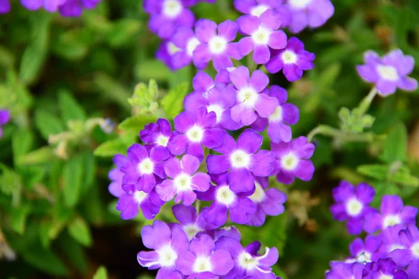 Vårnäbbar Blommar Bayern — Stockfoto