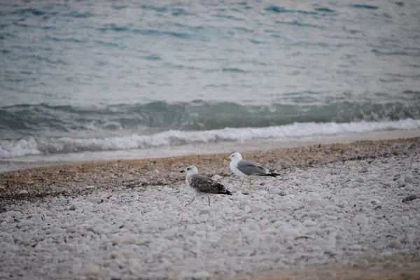 Gaviotas Playa — Foto de Stock