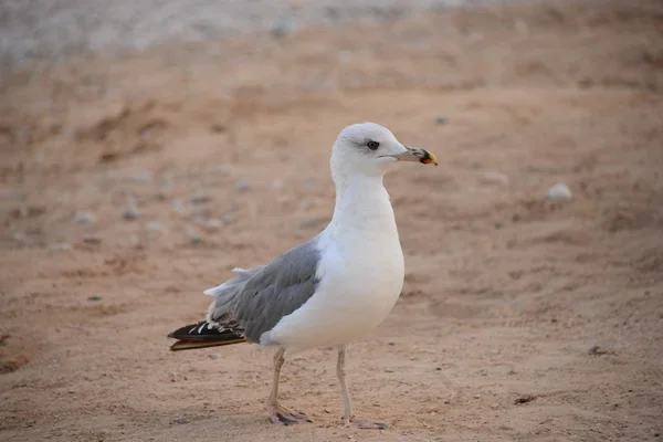 Zeemeeuw Wandelen Het Strand — Stockfoto