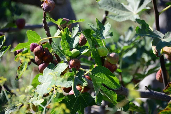 figs on trees, fruits tree