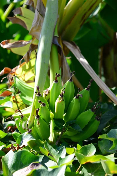 Bananes Fruits Tropicaux Aliments — Photo