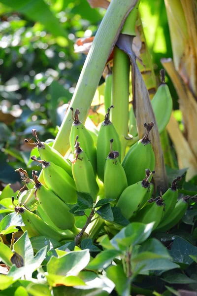 Bananier Arbre Fruitier Feuilles Vertes — Photo