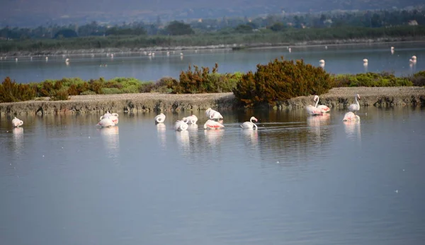 Scenic View Majestic Flamingos Nature — Stock Photo, Image