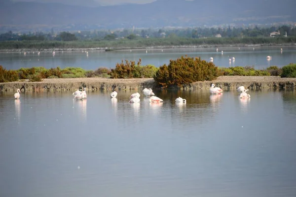 Vista Panorâmica Flamingos Majestosos Natureza — Fotografia de Stock