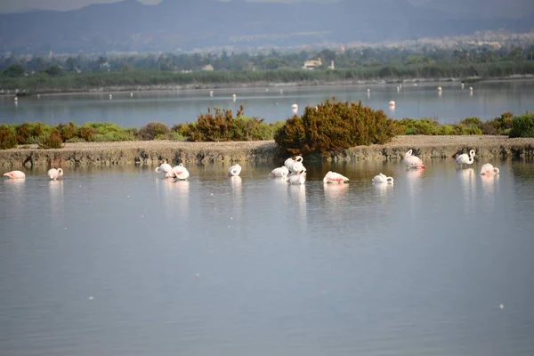 Vista Panorámica Majestuosos Flamencos Naturaleza — Foto de Stock