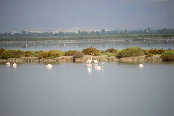 Vista Panorâmica Flamingos Majestosos Natureza — Fotografia de Stock