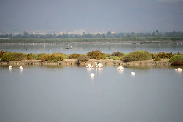 Vista Panorâmica Flamingos Majestosos Natureza — Fotografia de Stock