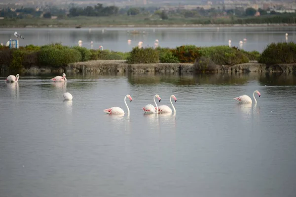 Doğadaki Görkemli Flamingoların Manzarası — Stok fotoğraf