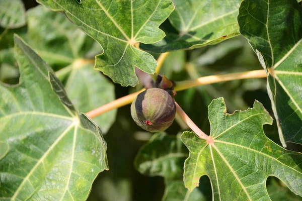 figs on trees, fruits tree with branches and leaves