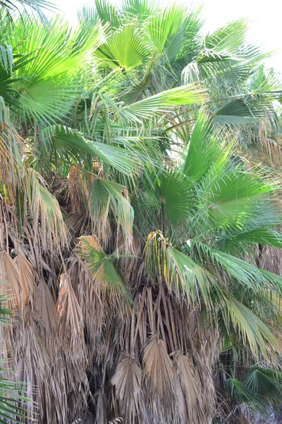 Urwalds Mit Palme Spanien — Stockfoto