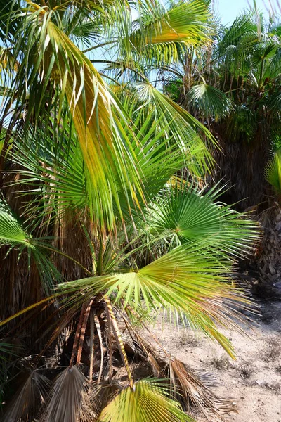 Tropische Flora Palmen — Stockfoto