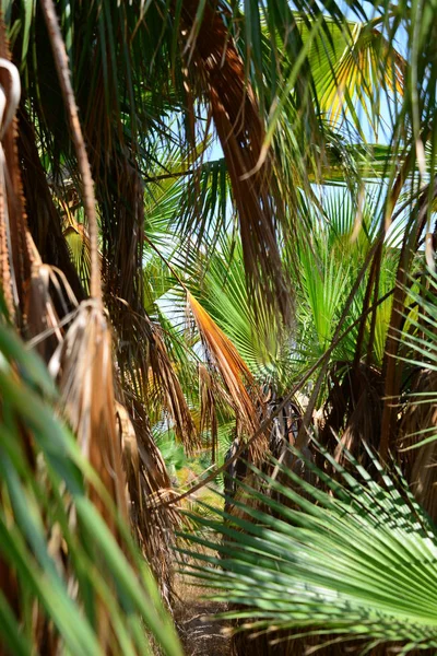 Palmenhain Wald Spanien — Stockfoto