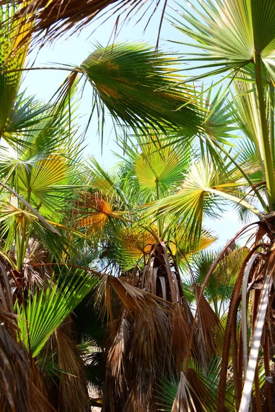 Tropische Flora Palmen — Stockfoto