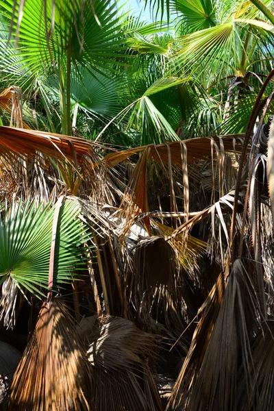 Palmeira Floresta Espanha — Fotografia de Stock