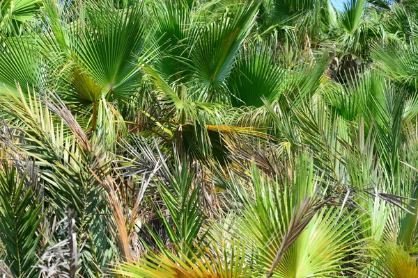 Palmeral Bosque España — Foto de Stock