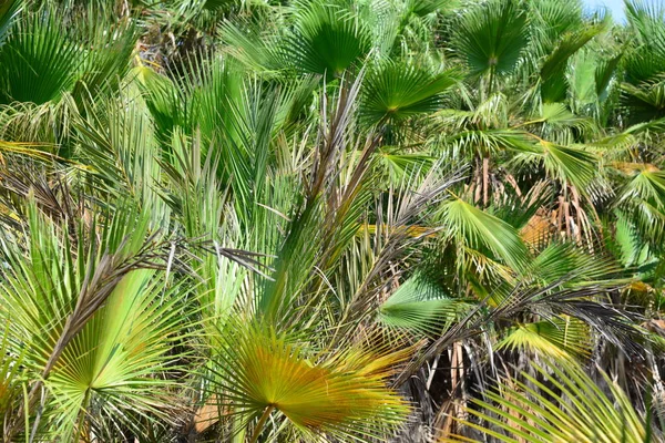 Tropisk Flora Palmer — Stockfoto