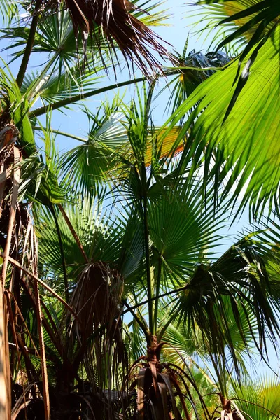 Boschetto Palme Foresta Spagna — Foto Stock