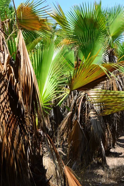 Flore Tropicale Palmiers — Photo