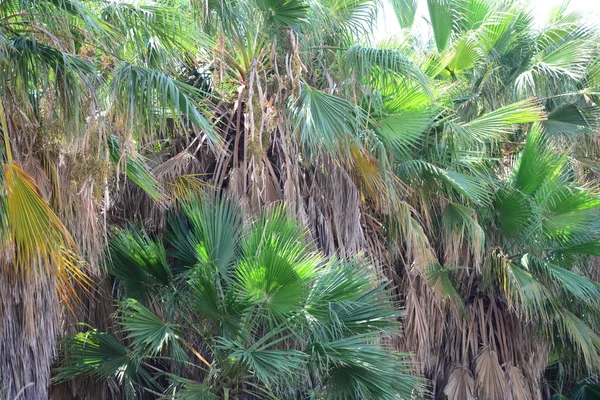 棕榈树在刺中 — 图库照片