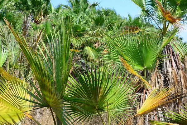 Palm Tree Spain — Stock Photo, Image