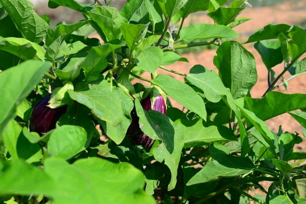 Auberginen Pflanze Gemüseanbau — Stockfoto