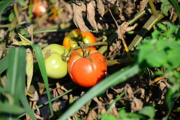 Spanya Domates Sosu — Stok fotoğraf