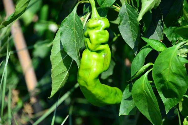 Pěstování Papriky Rostlině Potravinářství — Stock fotografie