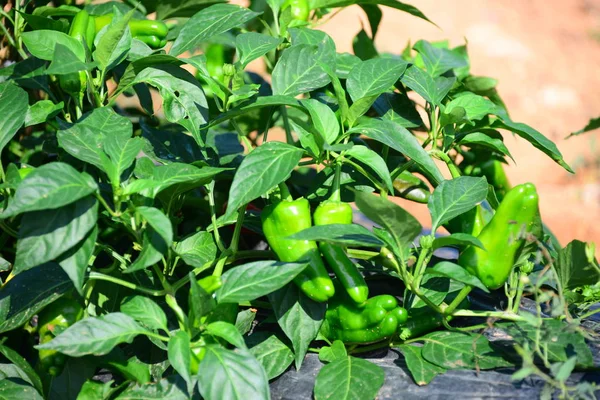 在植物 粮食作物上生长的红辣椒 — 图库照片