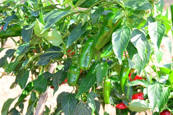 Paprika Som Växer Växter Livsmedelsväxter — Stockfoto