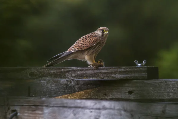 美しいケストレル鳥の風景 — ストック写真