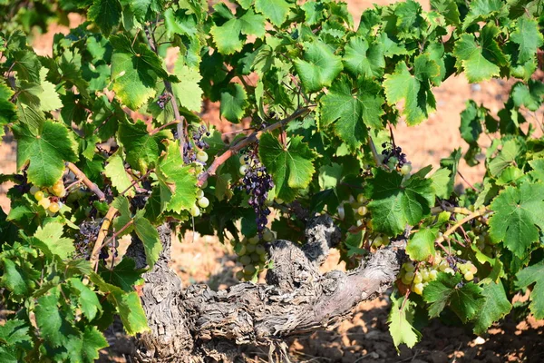 Agricoltura Campagna Vini Grappoli Uva Alberi — Foto Stock